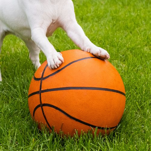 Pelota Mordedora Tipo Basketball