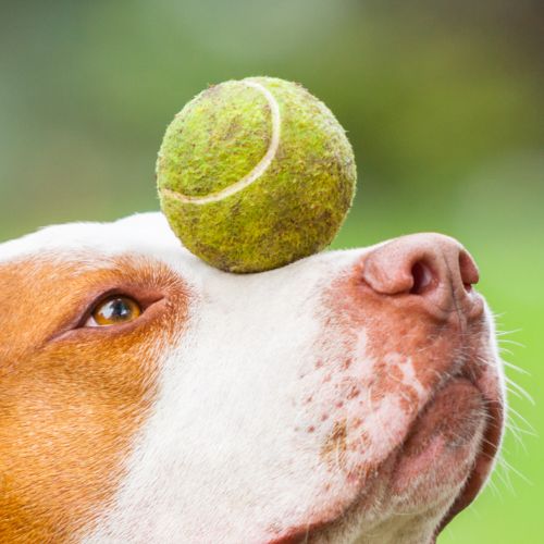 Pelota Clásica de Entrenamiento