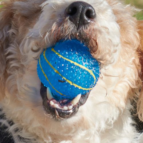 Pelota Mordedora Texturizada