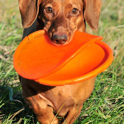 Disco Mordedor Flexible