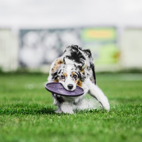 Disco Volador Interactivo