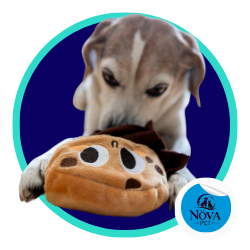 Juguetes para cachorros